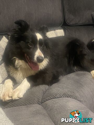 Gorgeous Border Collie Puppy