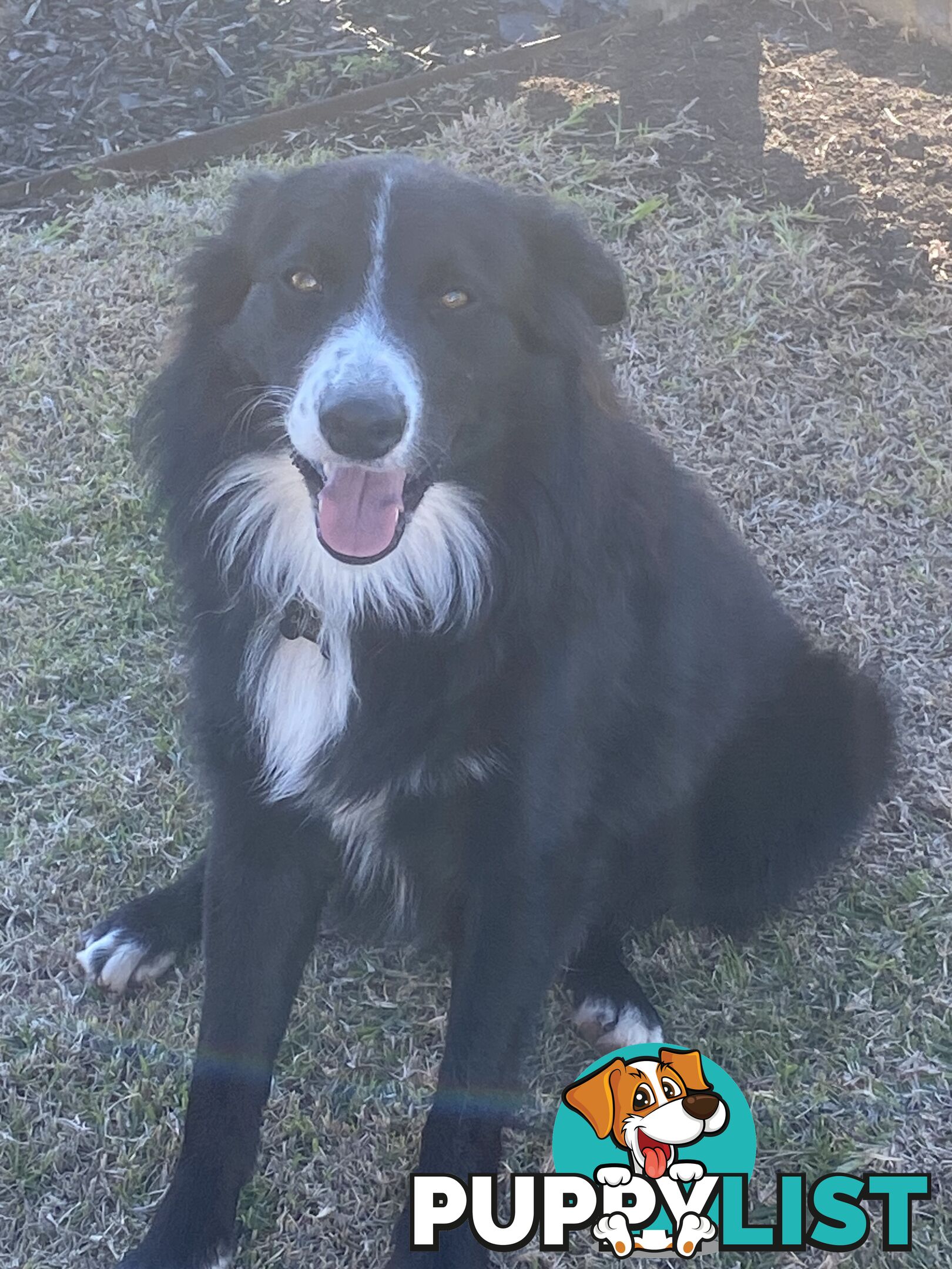 Gorgeous Border Collie Puppy