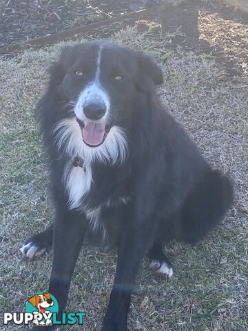 Gorgeous Border Collie Puppy