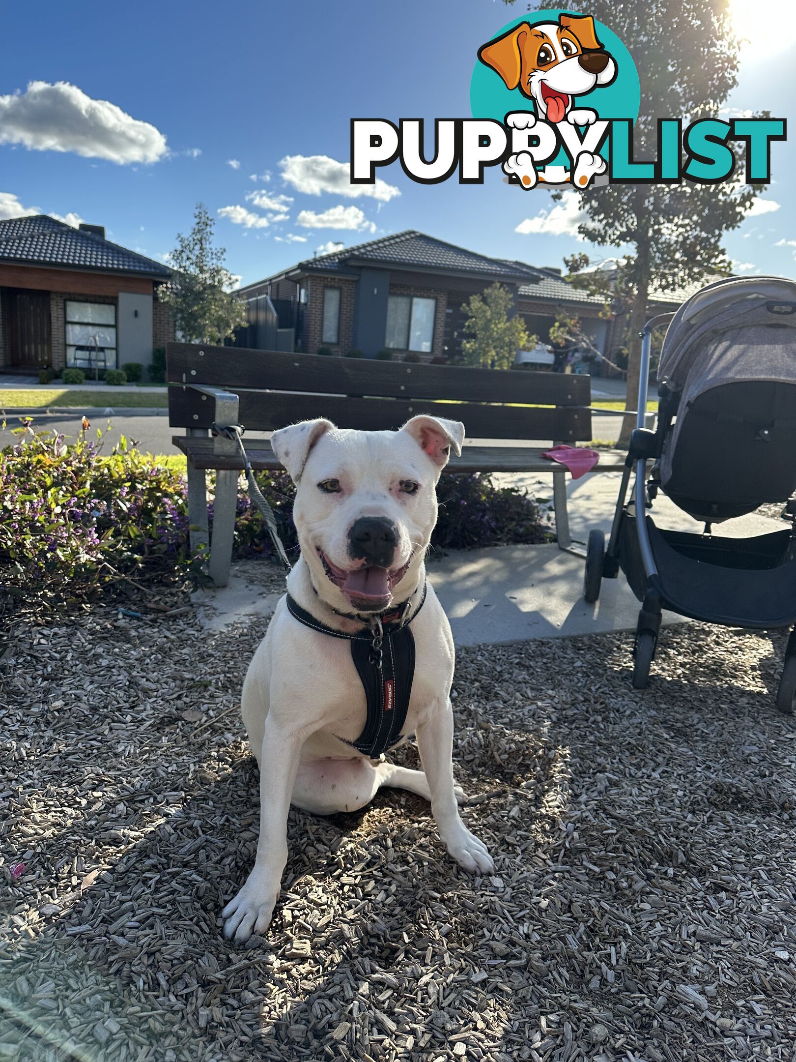American staffy x Sorell pitbull - free to good home