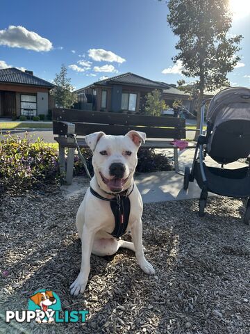 American staffy x Sorell pitbull - free to good home