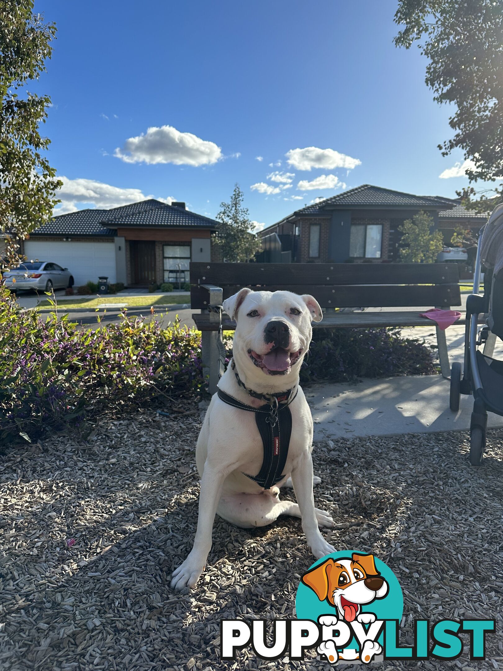 American staffy x Sorell pitbull - free to good home