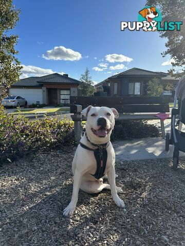 American staffy x Sorell pitbull - free to good home
