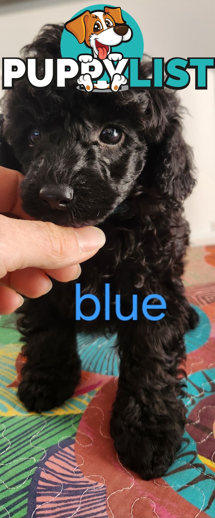 Black Male Toy Poodle Puppies