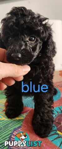 Black Male Toy Poodle Puppies