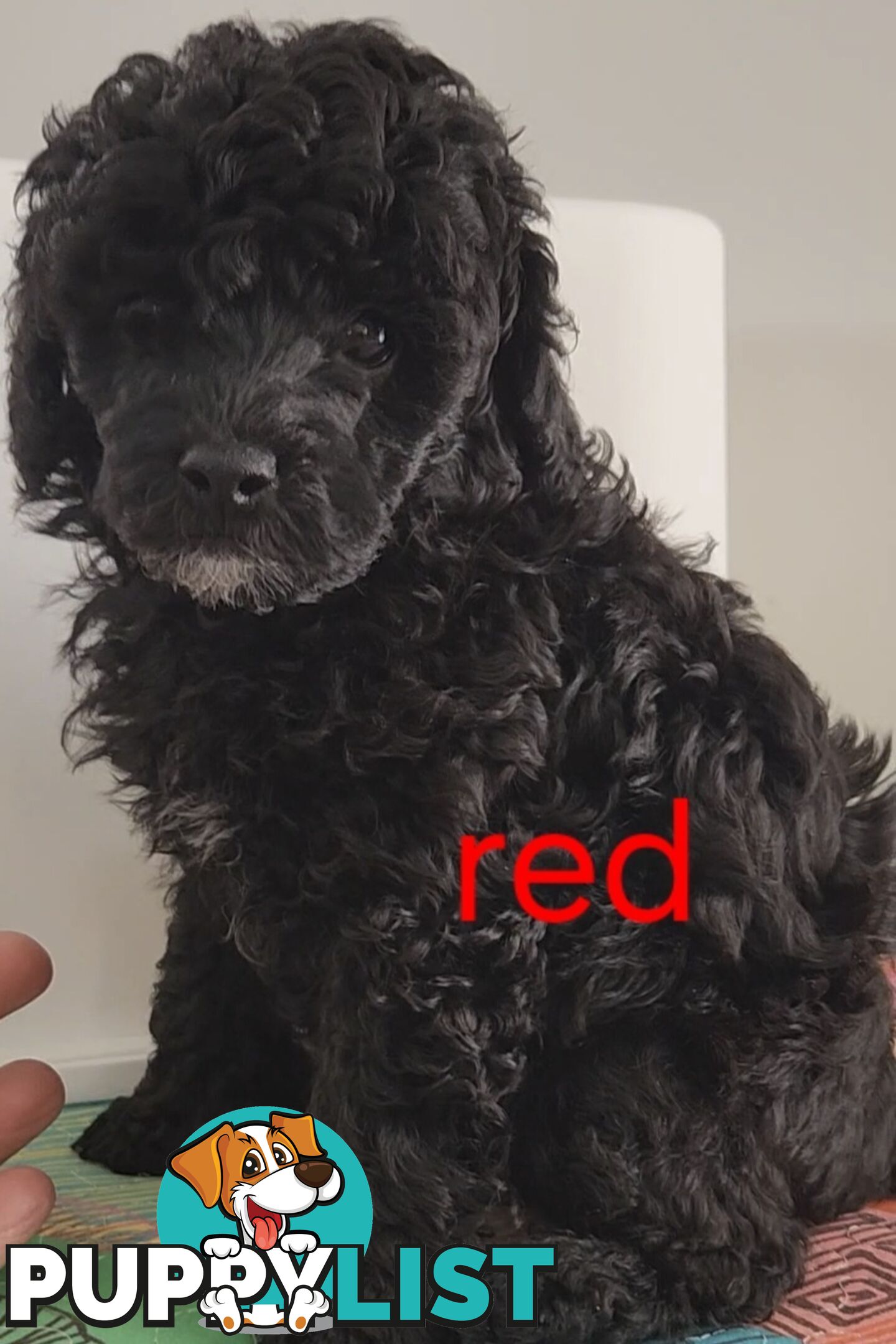 Black Male Toy Poodle Puppies