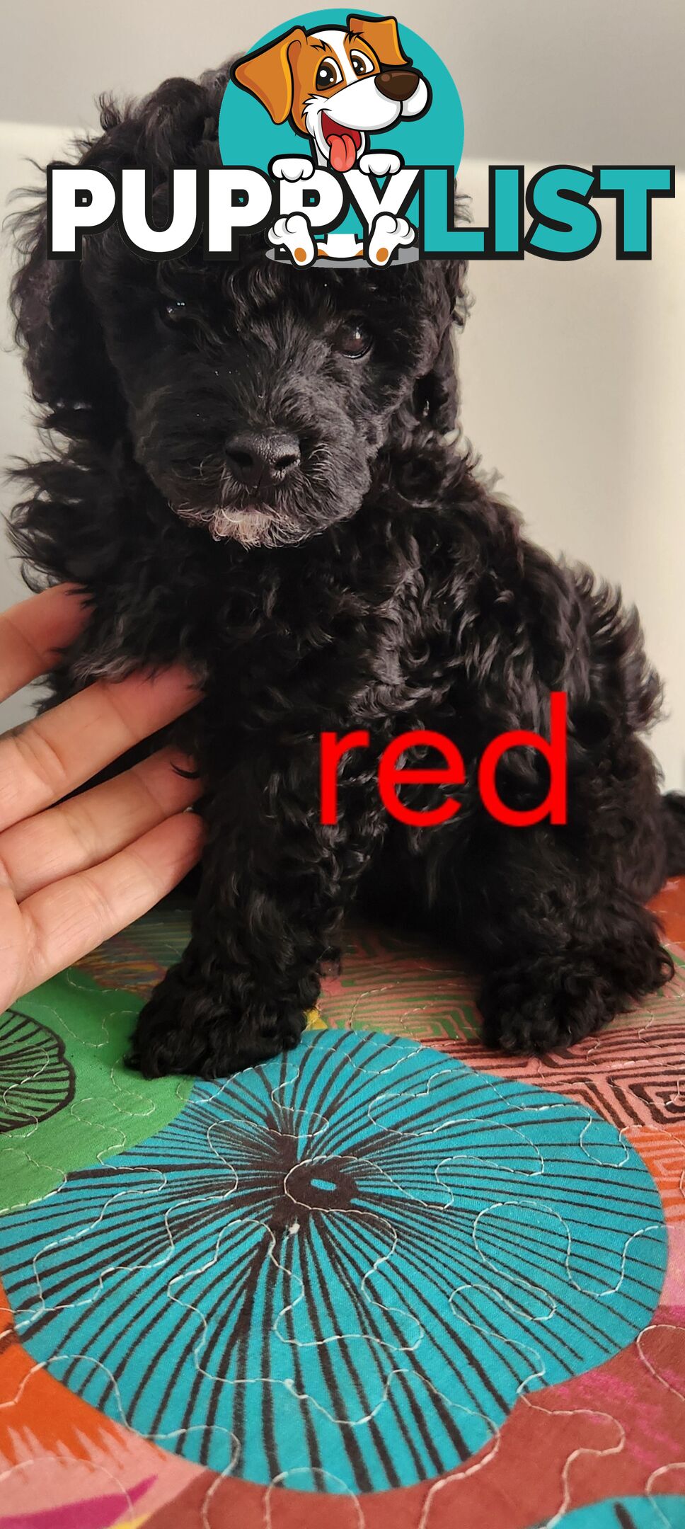Black Male Toy Poodle Puppies