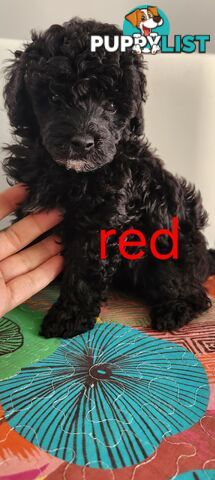 Black Male Toy Poodle Puppies