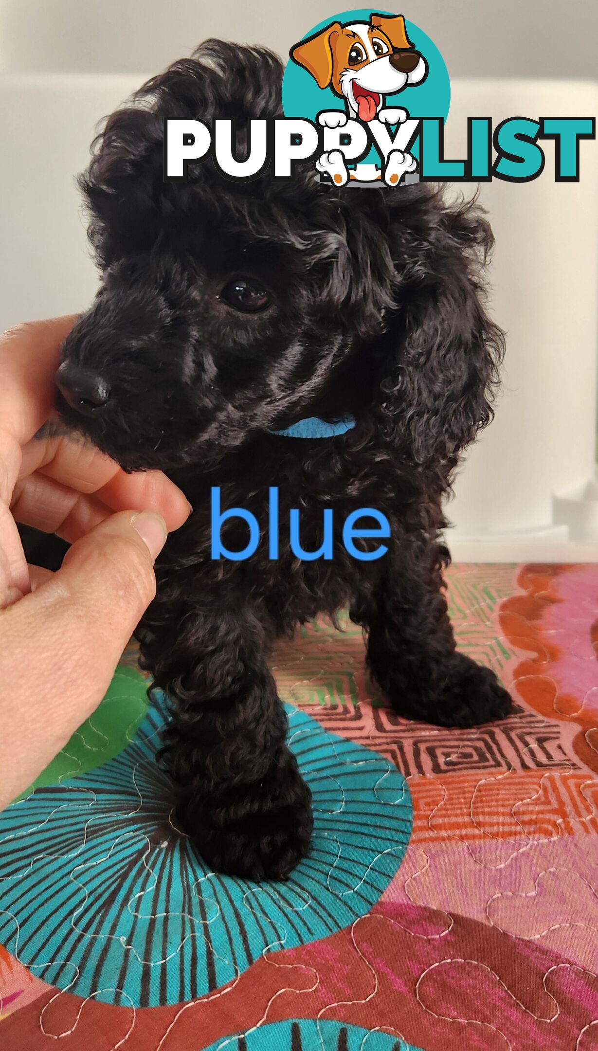 Black Male Toy Poodle Puppies