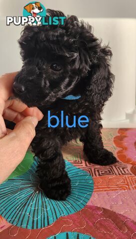 Black Male Toy Poodle Puppies