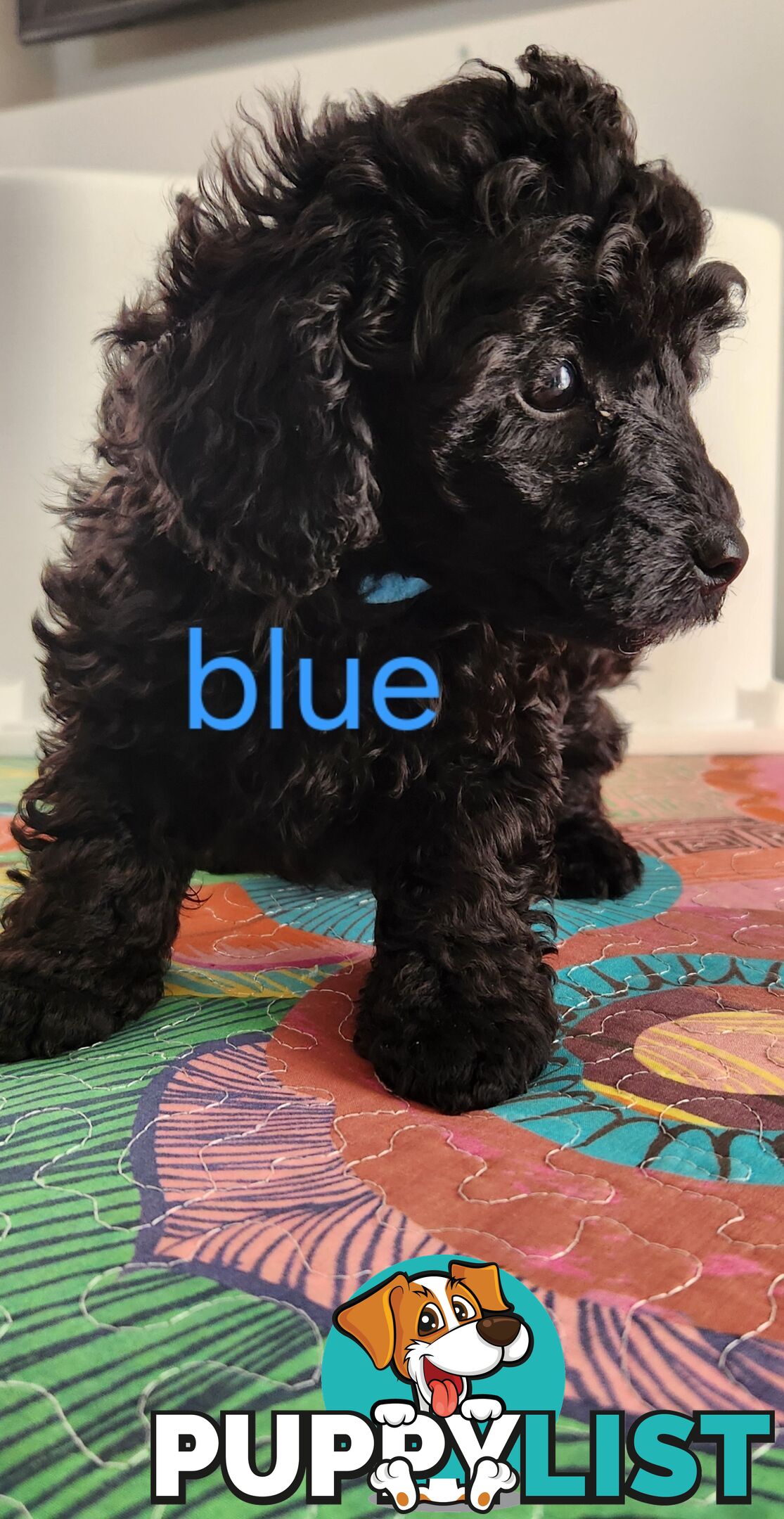 Black Male Toy Poodle Puppies