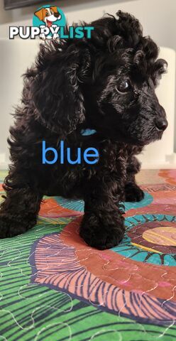Black Male Toy Poodle Puppies