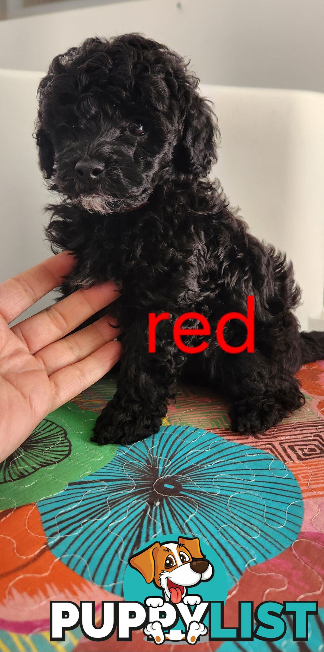 Black Male Toy Poodle Puppies