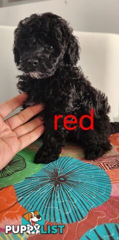Black Male Toy Poodle Puppies