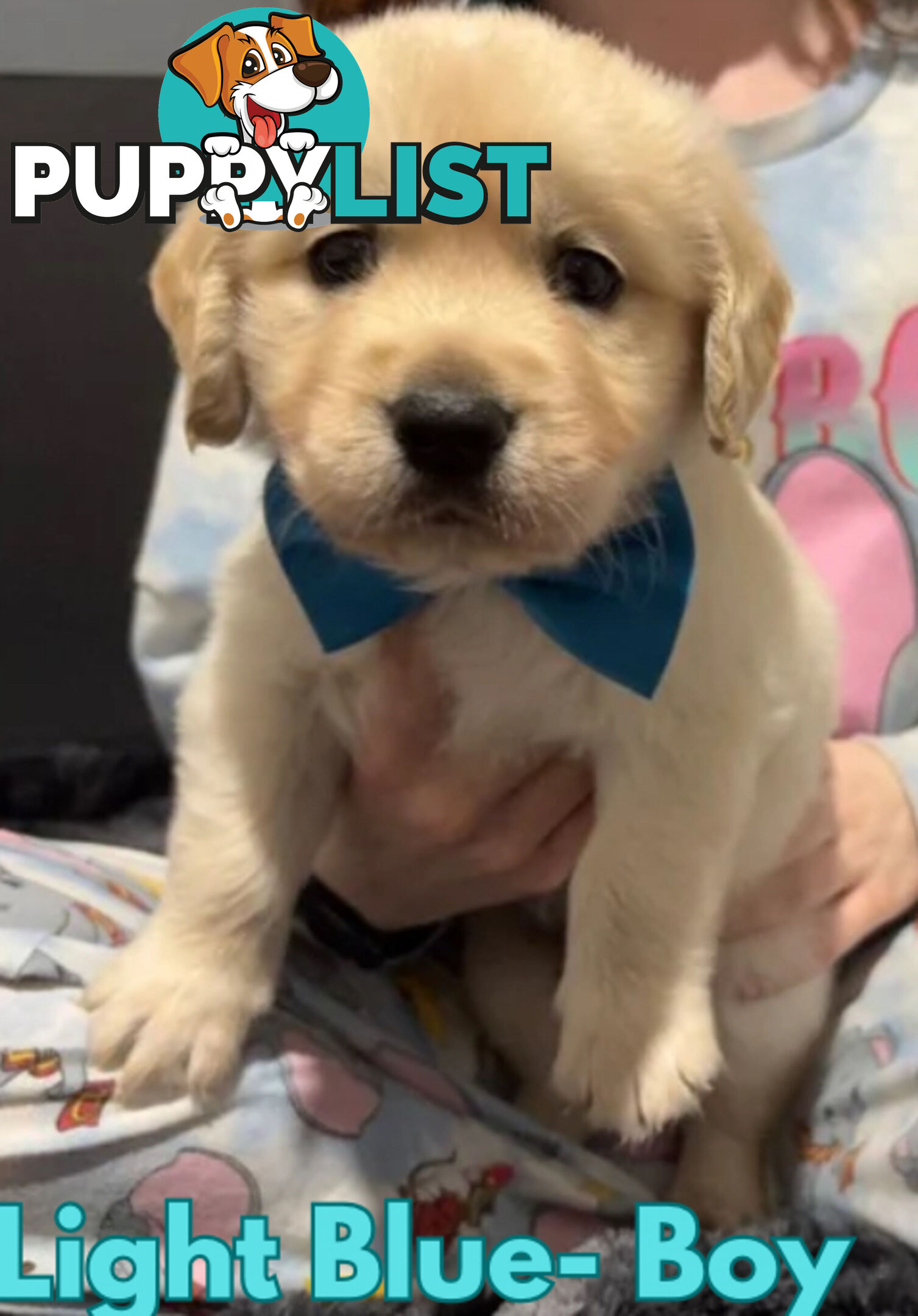 Purebred Golden Retriever Puppies