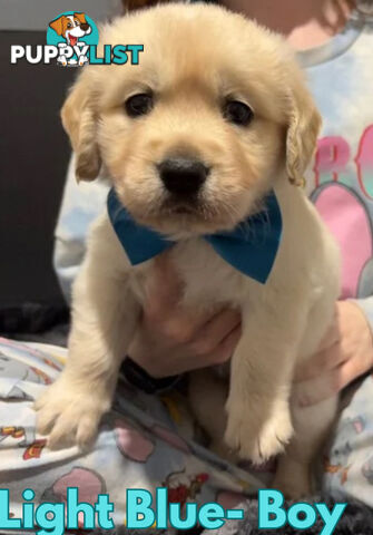 Purebred Golden Retriever Puppies