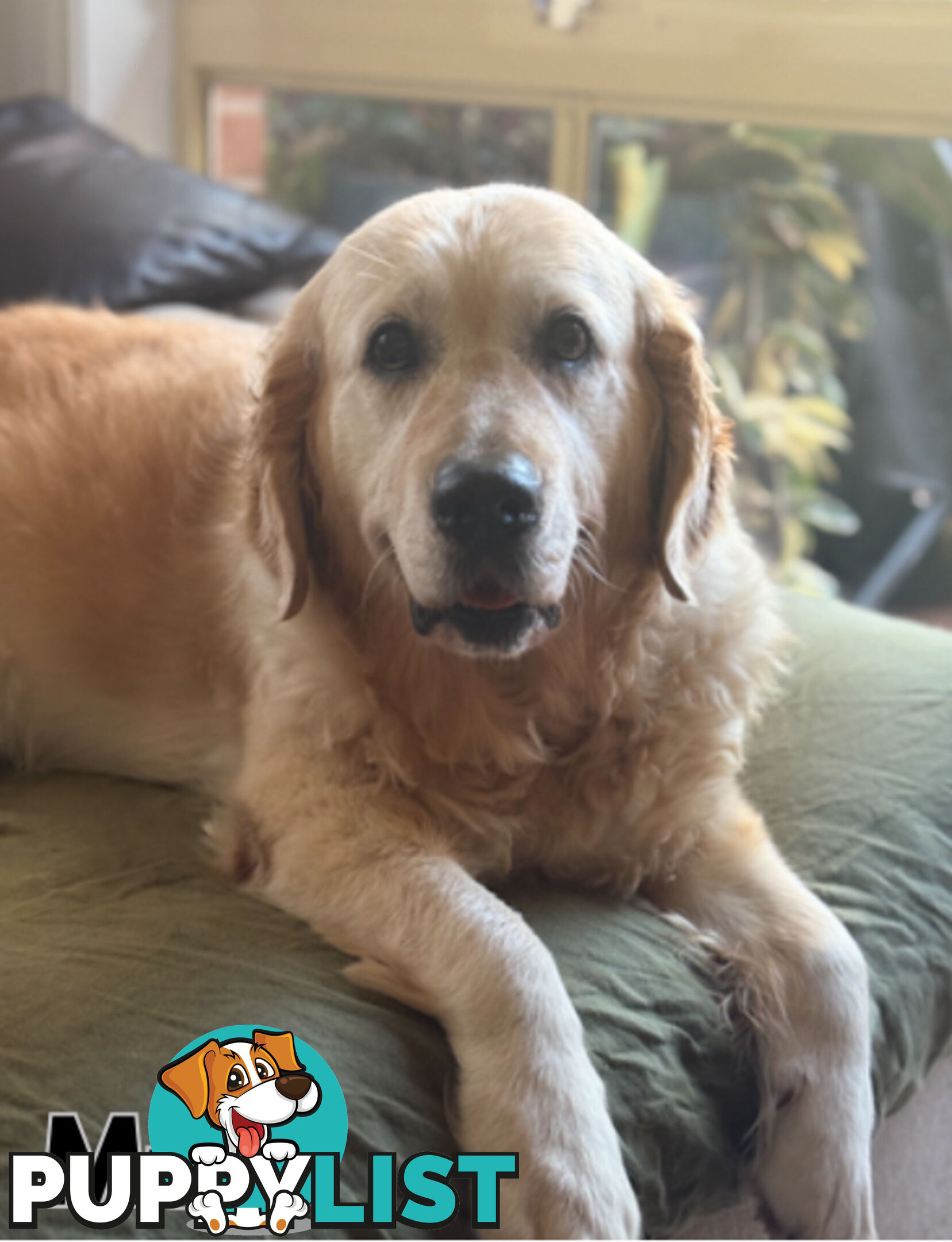 Purebred Golden Retriever Puppies