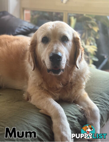 Purebred Golden Retriever Puppies