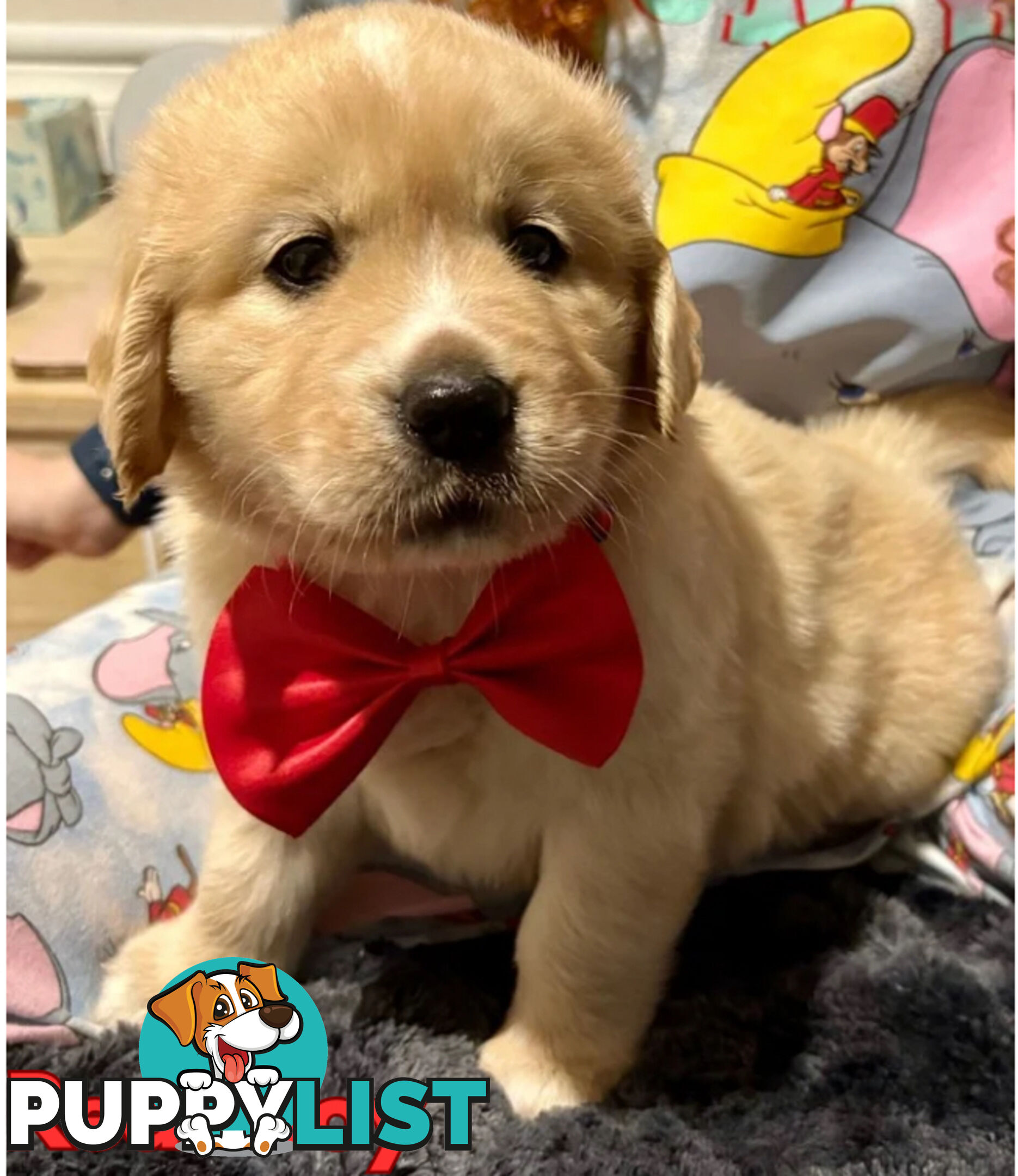 Purebred Golden Retriever Puppies