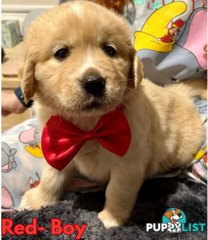 Purebred Golden Retriever Puppies