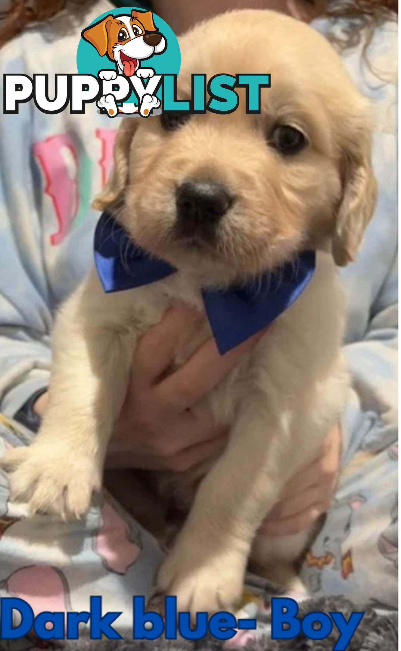 Purebred Golden Retriever Puppies