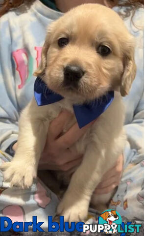 Purebred Golden Retriever Puppies