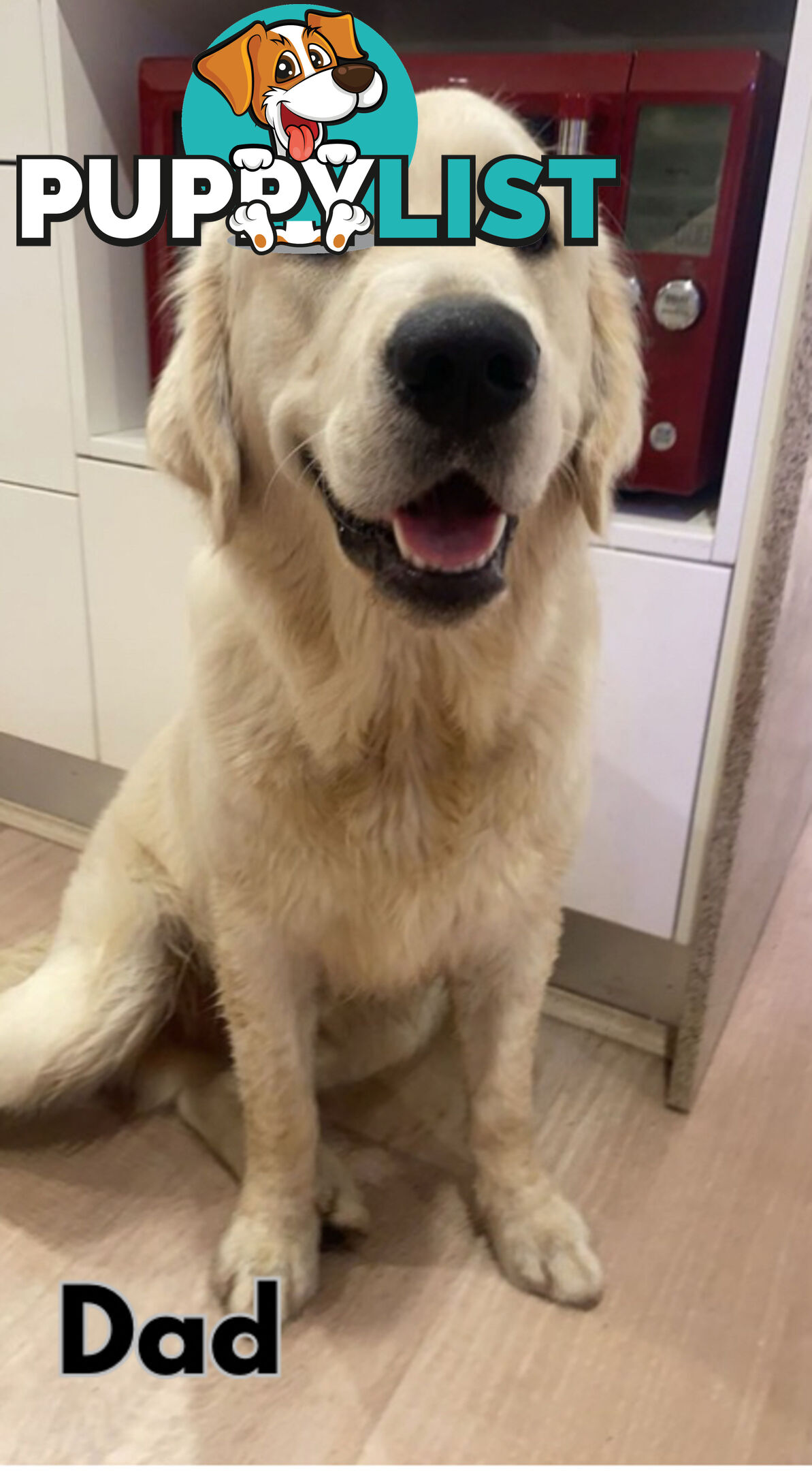 Purebred Golden Retriever Puppies