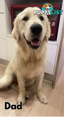 Purebred Golden Retriever Puppies