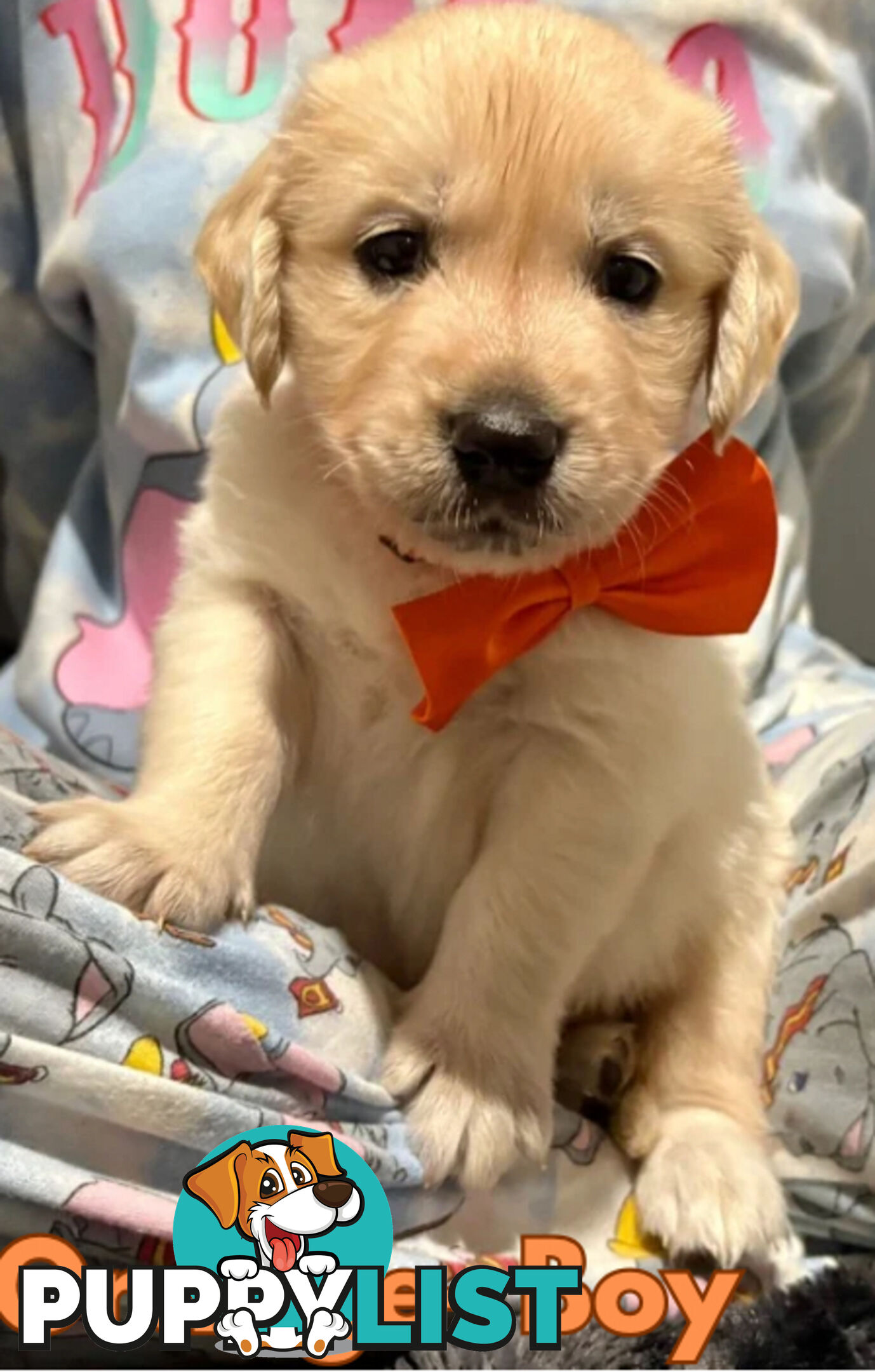 Purebred Golden Retriever Puppies