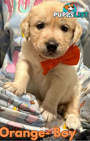 Purebred Golden Retriever Puppies