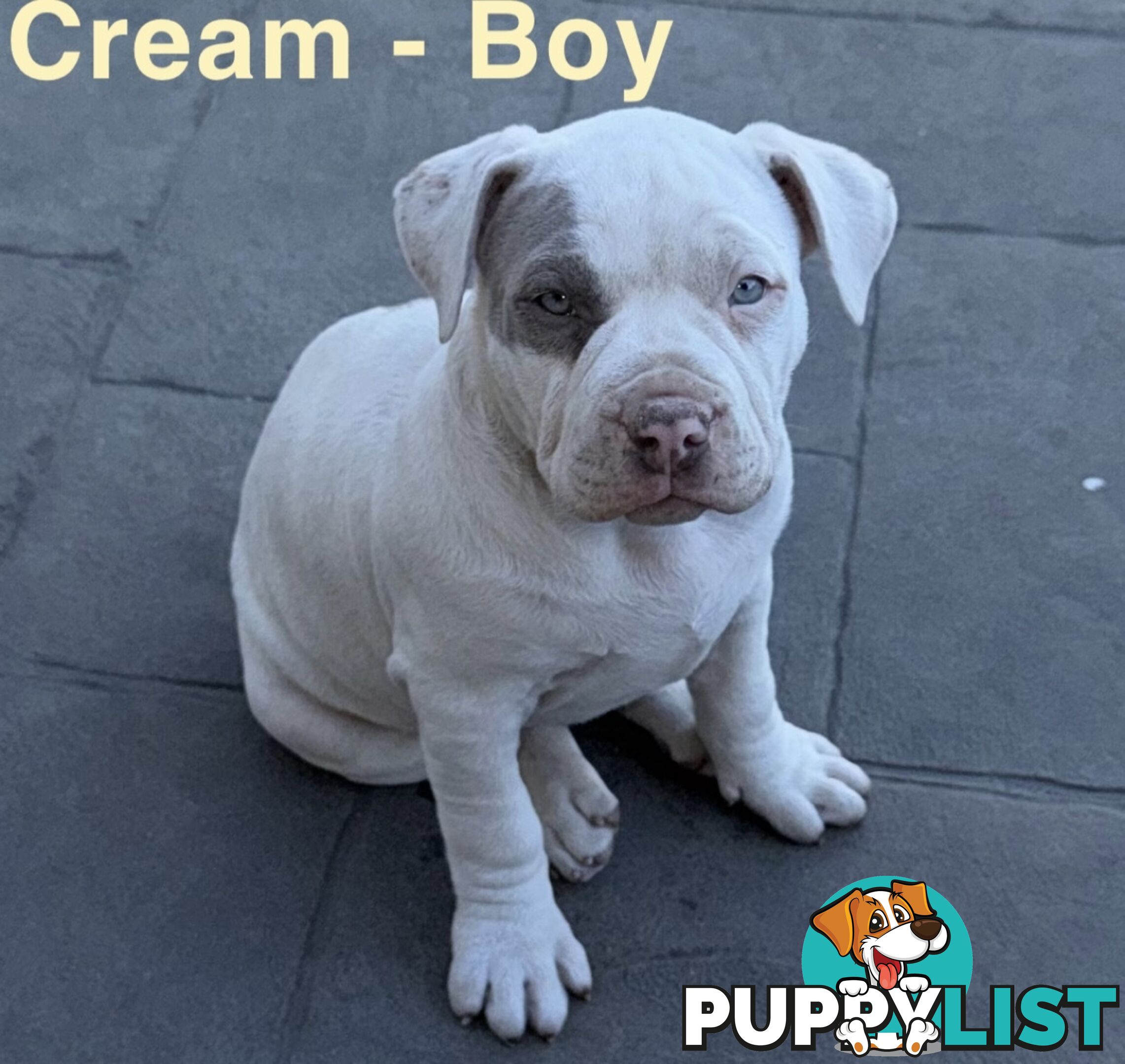 AMERICAN PUREBRED BULLY PUPS