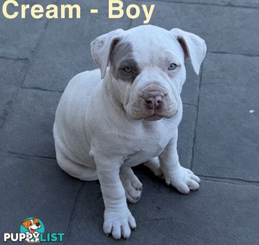 AMERICAN PUREBRED BULLY PUPS