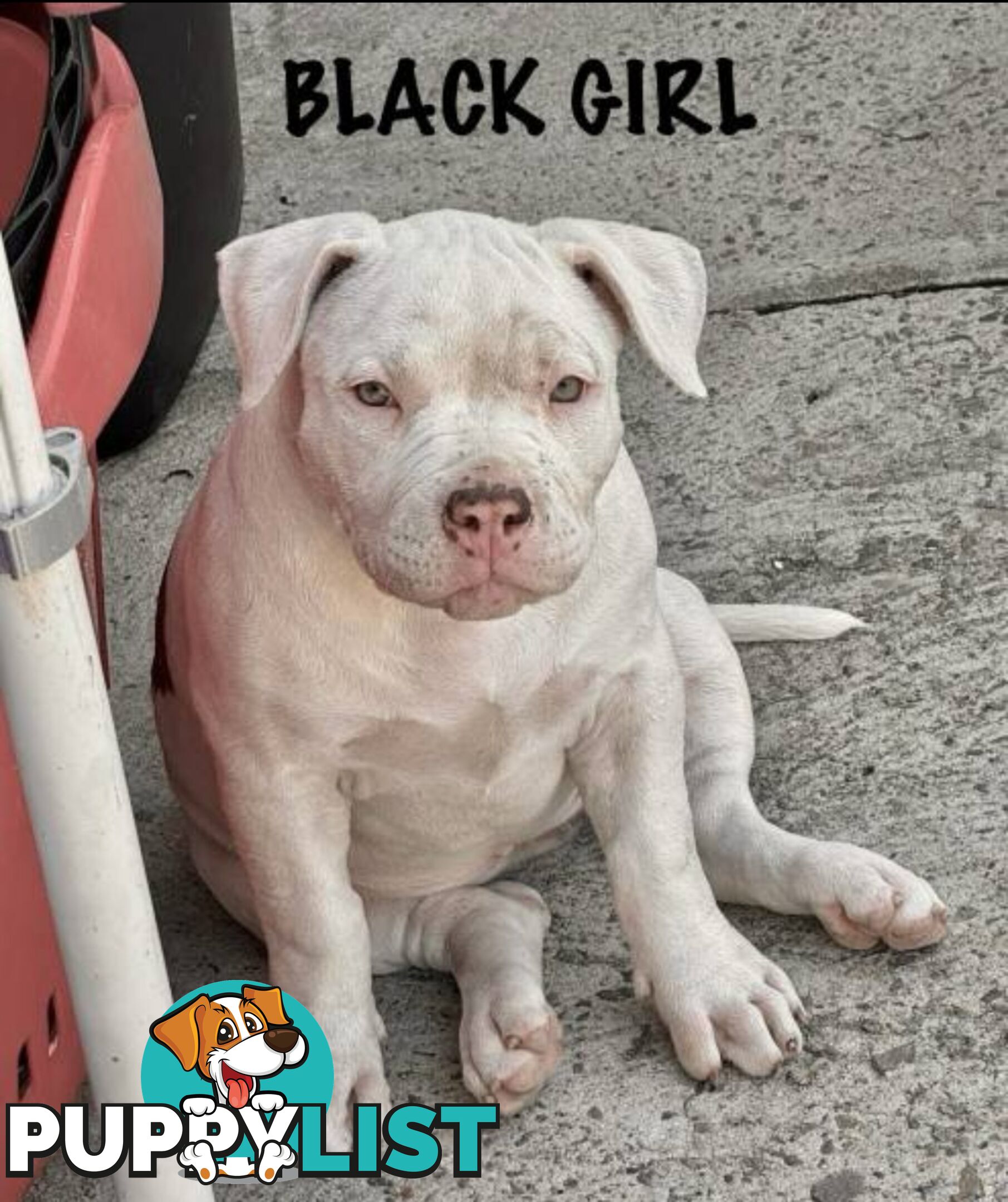 AMERICAN PUREBRED BULLY PUPS ALMOST GONE!