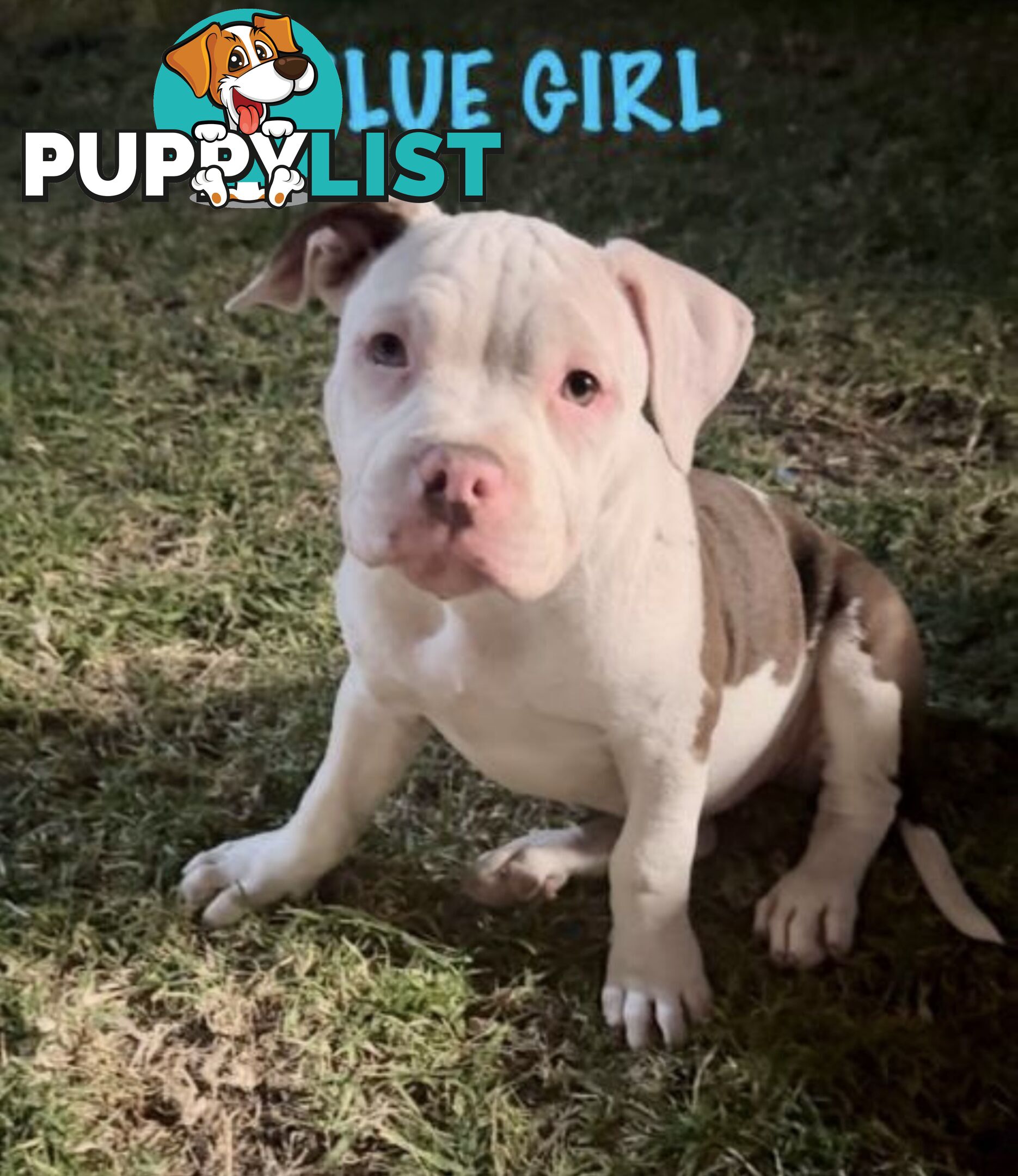 AMERICAN PUREBRED BULLY PUPS ALMOST GONE!