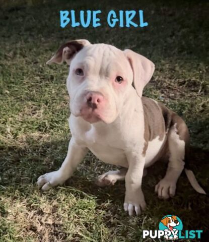 AMERICAN PUREBRED BULLY PUPS ALMOST GONE!