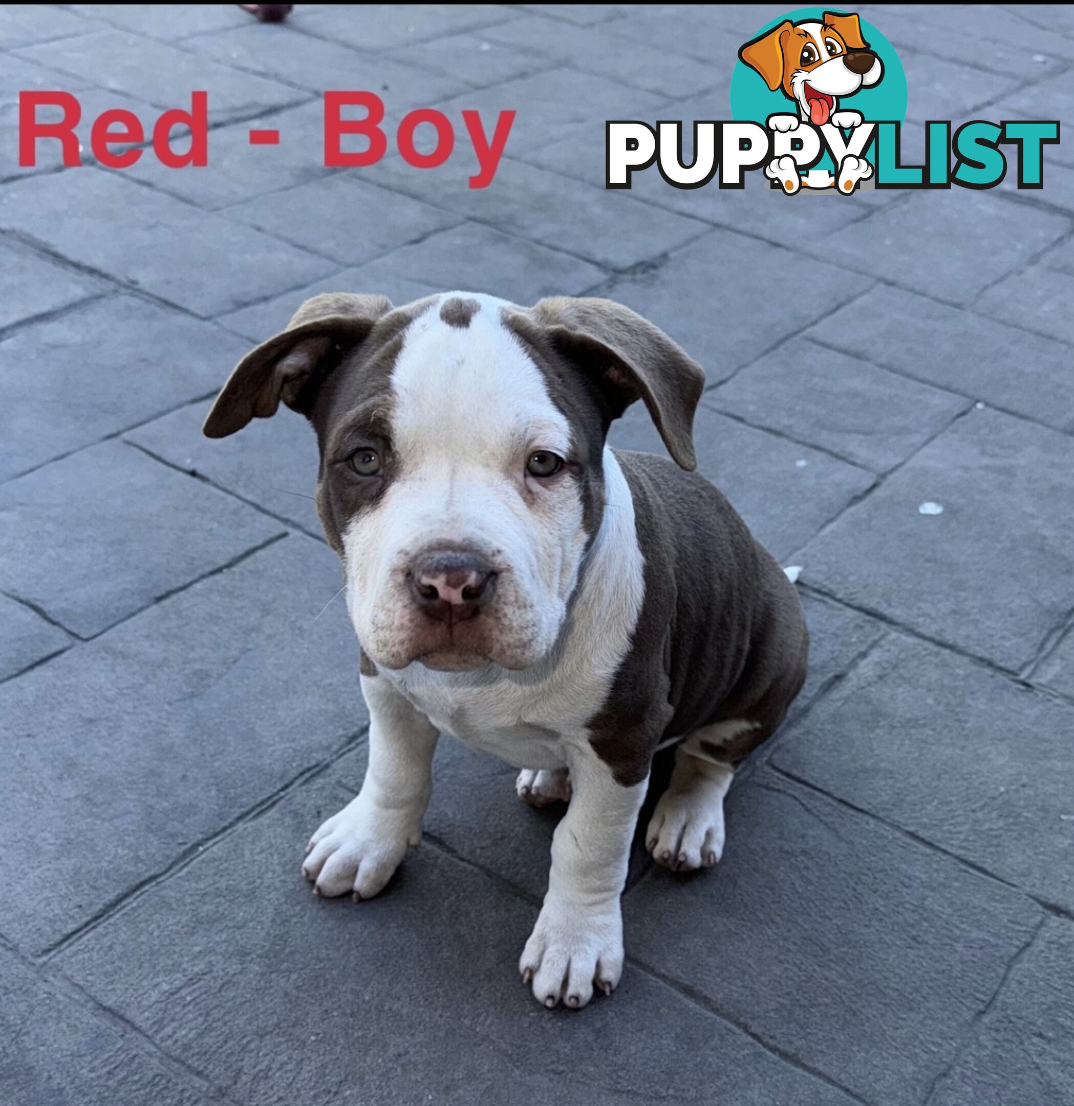 AMERICAN PUREBRED BULLY PUPS