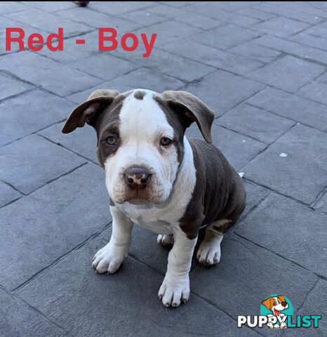 AMERICAN PUREBRED BULLY PUPS