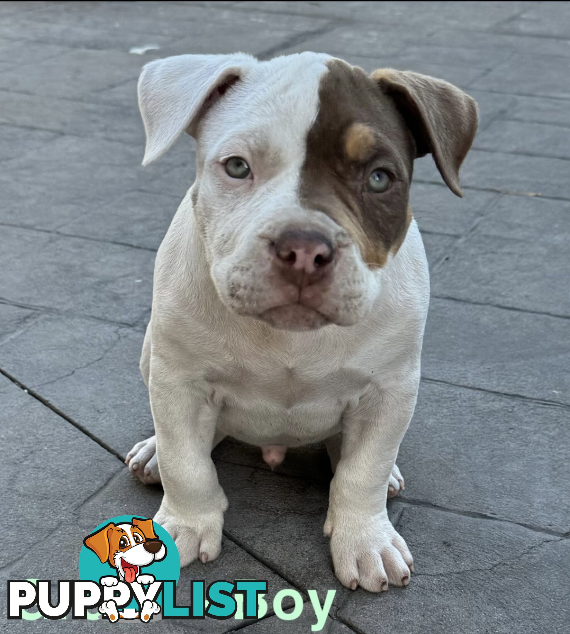 AMERICAN PUREBRED BULLY PUPS