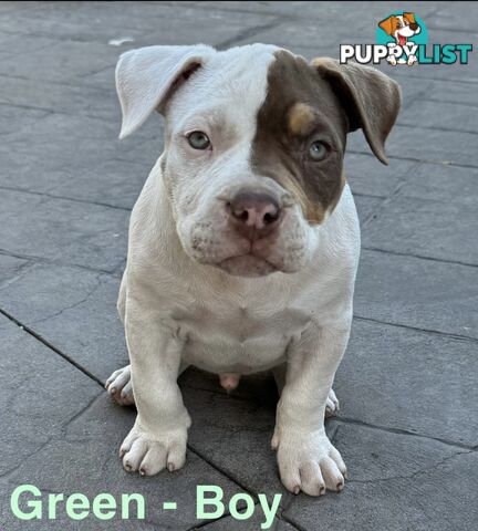 AMERICAN PUREBRED BULLY PUPS