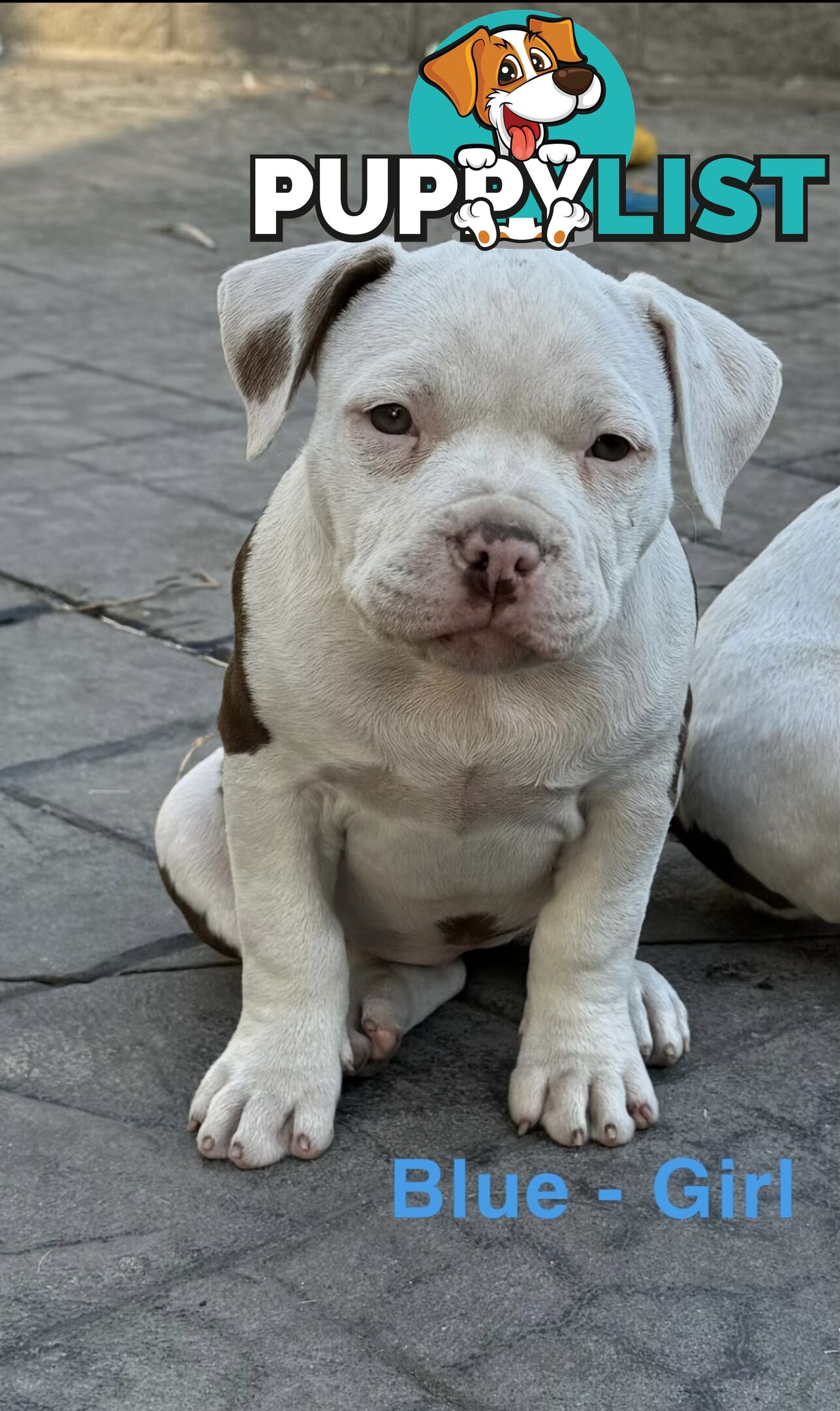 AMERICAN PUREBRED BULLY PUPS