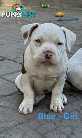 AMERICAN PUREBRED BULLY PUPS