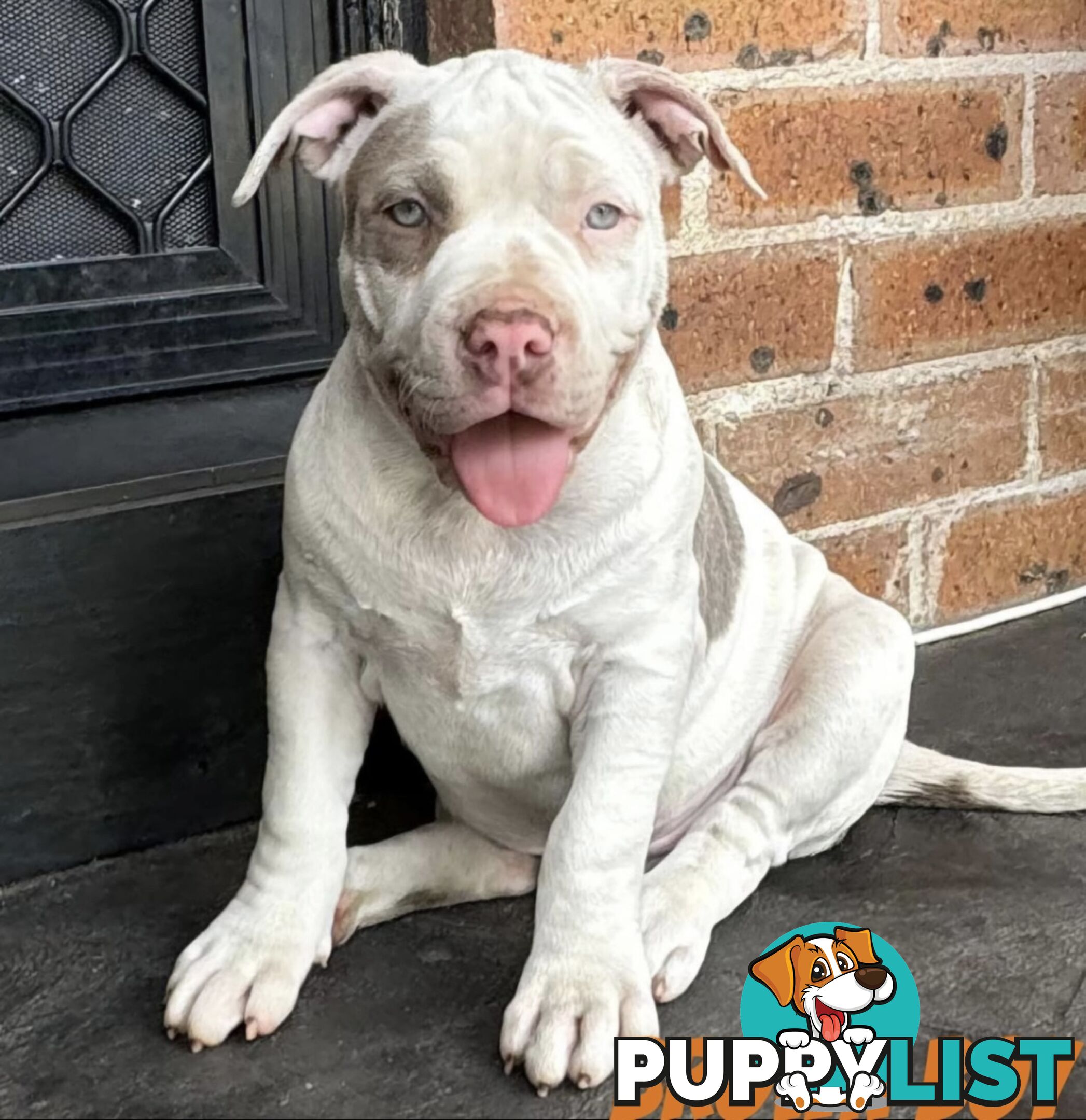 AMERICAN PUREBRED BULLY PUPS ALMOST GONE!