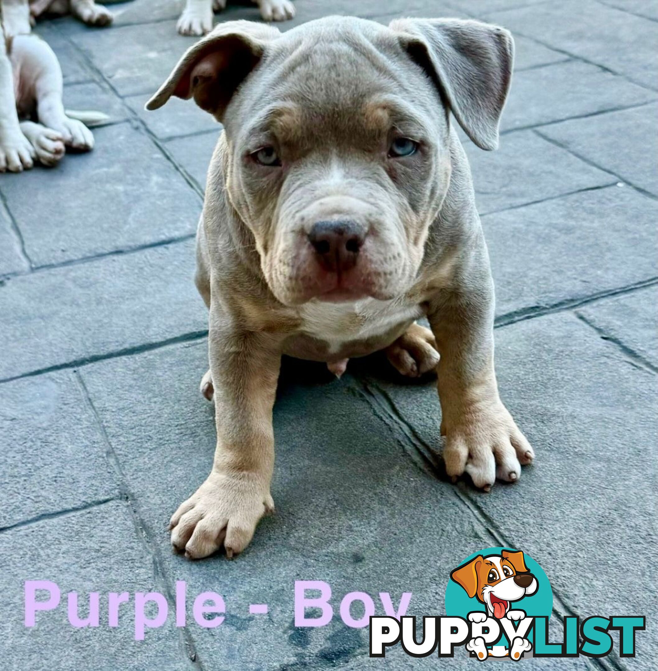 AMERICAN PUREBRED BULLY PUPS