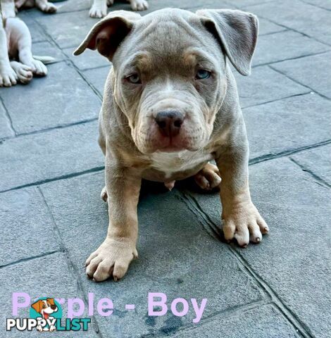 AMERICAN PUREBRED BULLY PUPS