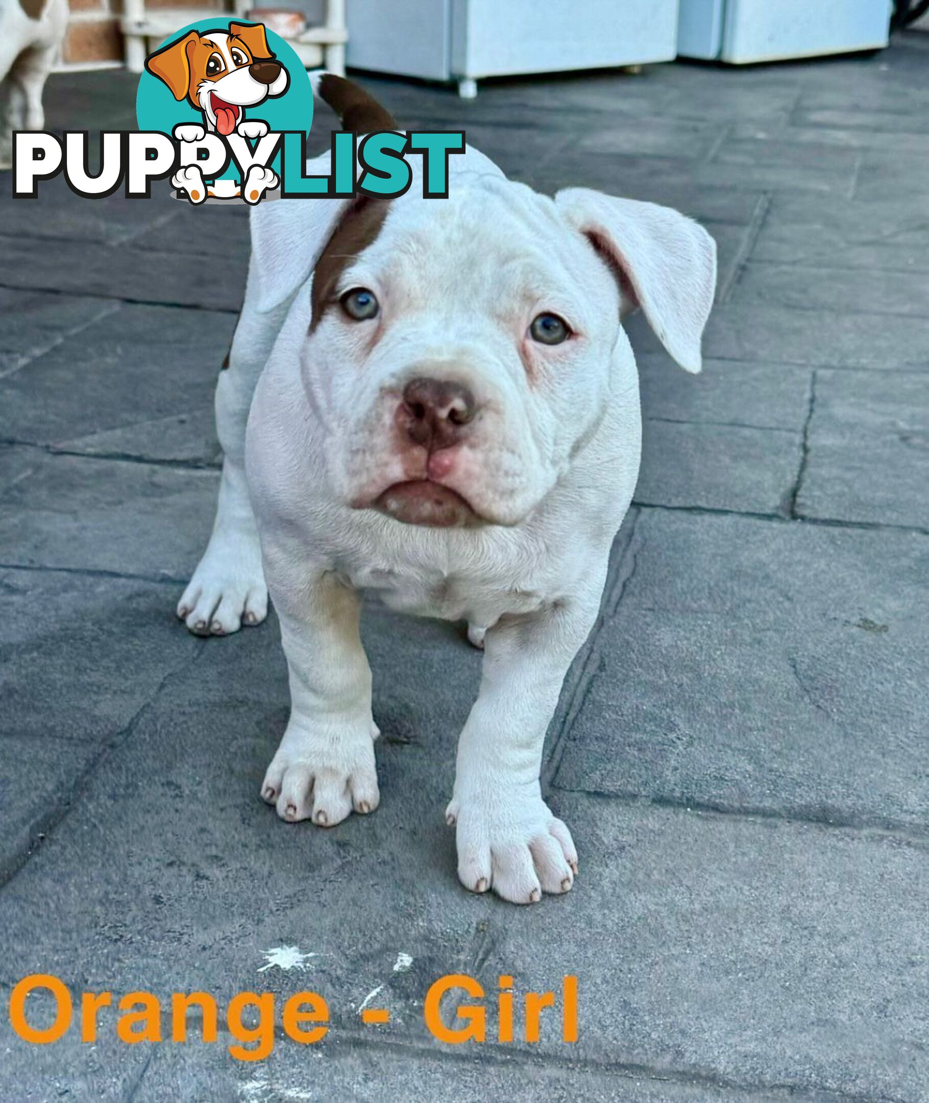 AMERICAN PUREBRED BULLY PUPS