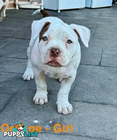 AMERICAN PUREBRED BULLY PUPS