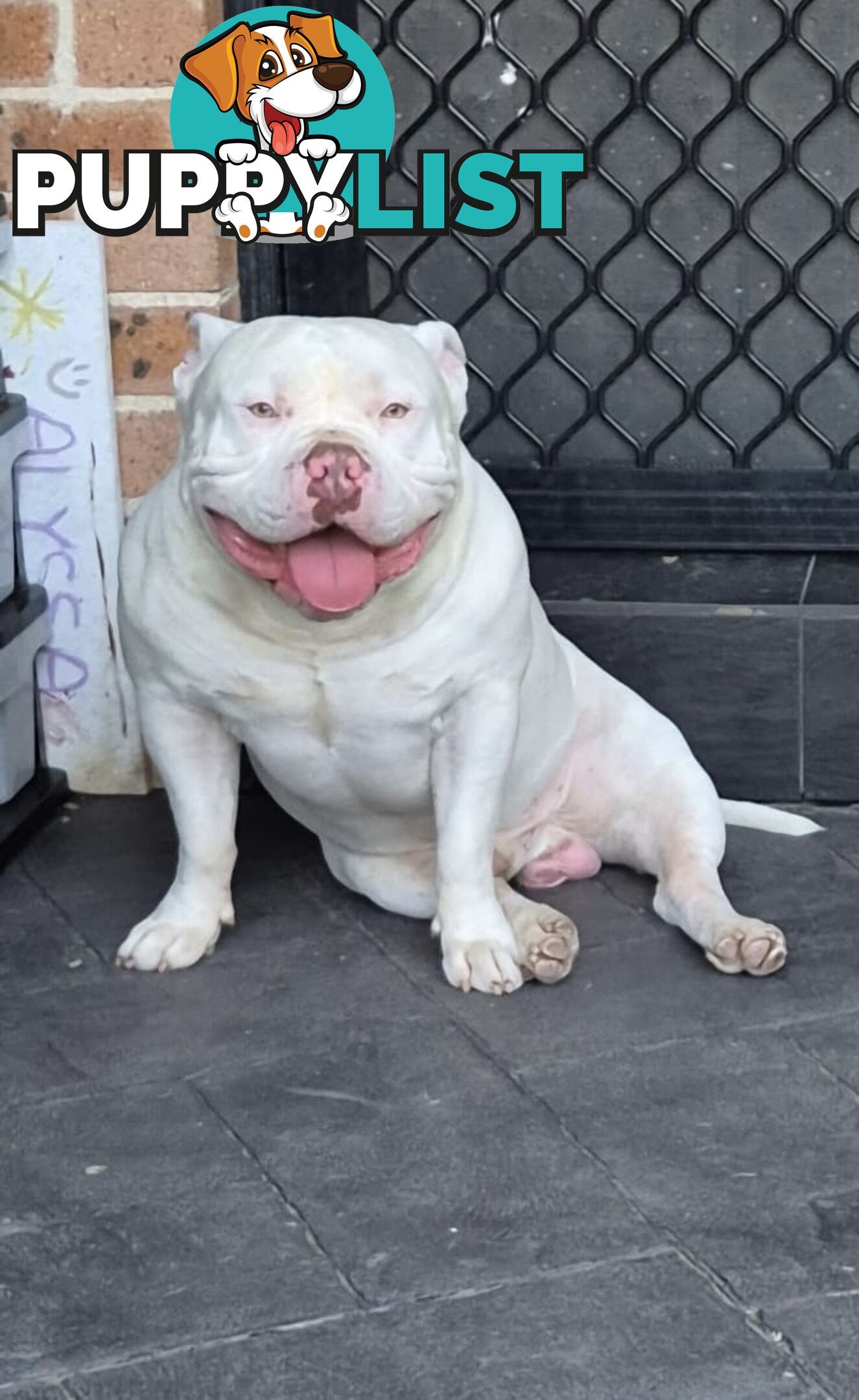 AMERICAN PUREBRED BULLY PUPS ALMOST GONE!