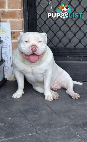 AMERICAN PUREBRED BULLY PUPS ALMOST GONE!