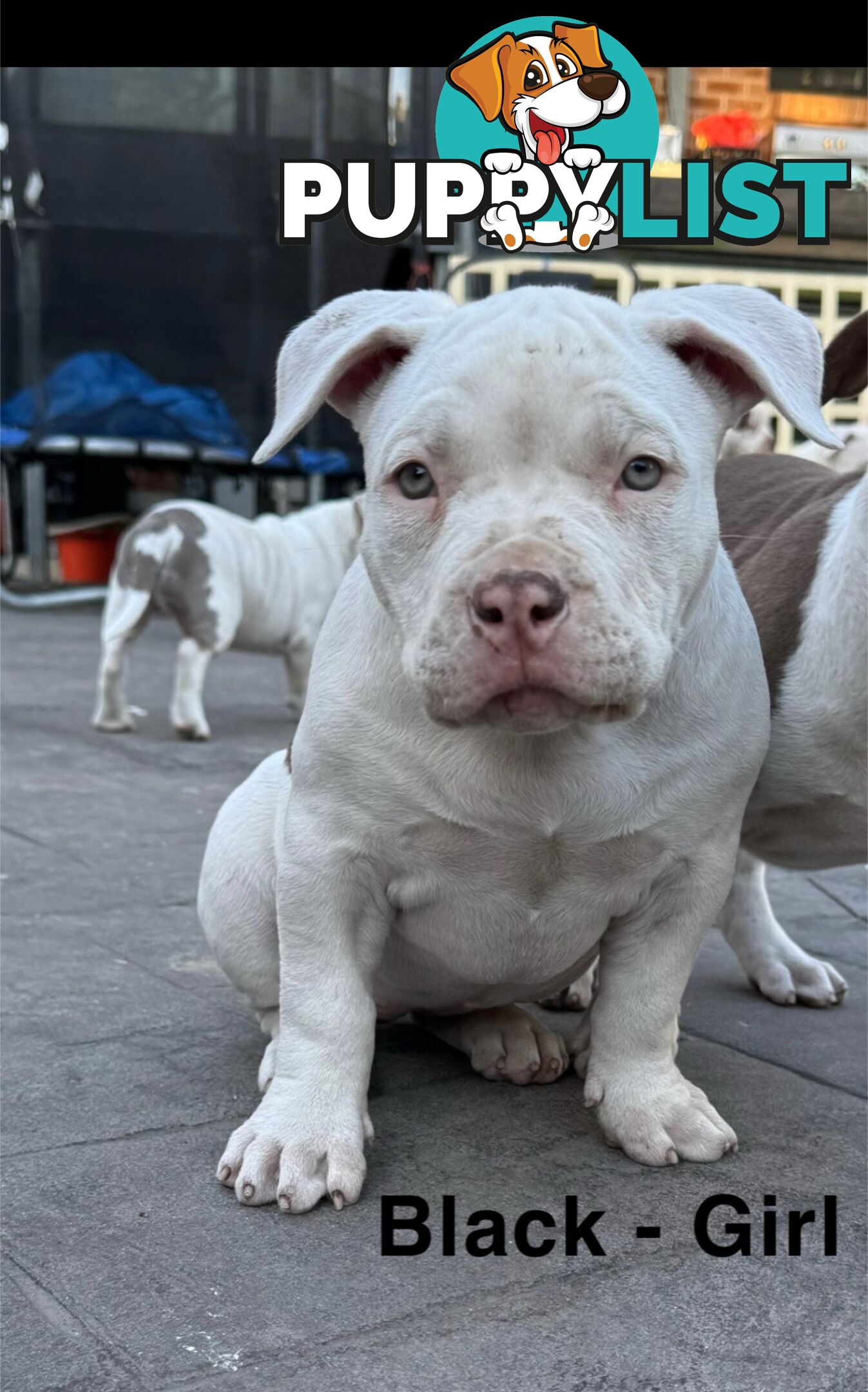 AMERICAN PUREBRED BULLY PUPS