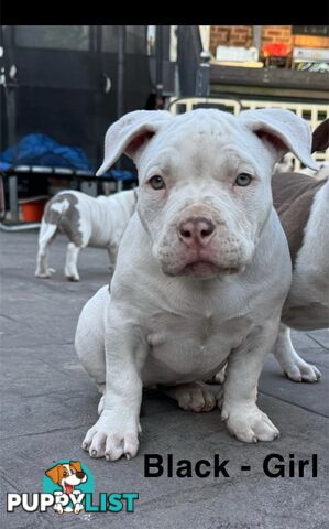 AMERICAN PUREBRED BULLY PUPS